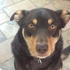 Zeus Dry Joints & Muscles 550X550