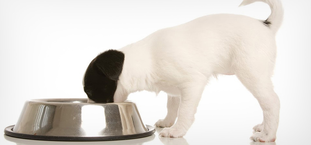 High Quality Puppy Food Australian Made Black Hawk Black Hawk