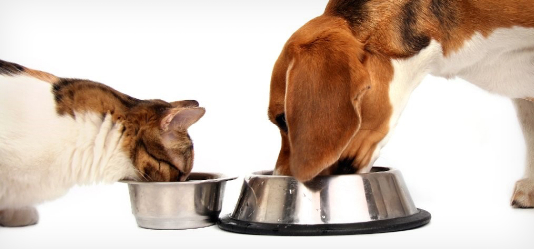 Can Dogs Eat Cat Food Black Hawk Header