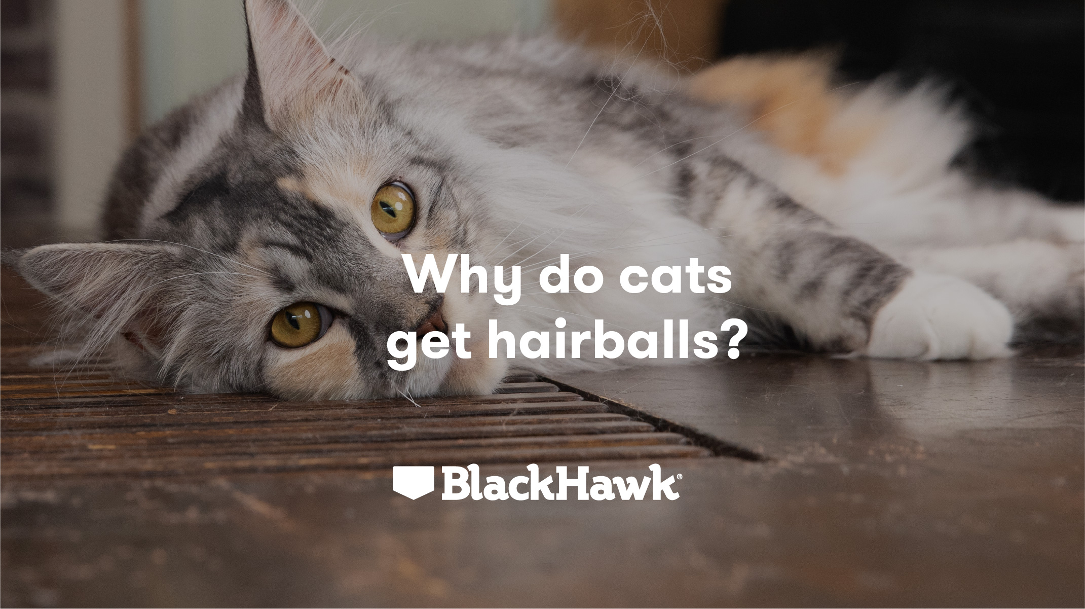 Why do Cats get Hairballs? Black Hawk