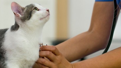 Knowing When To Take Your Cat To The Vet 1240X450