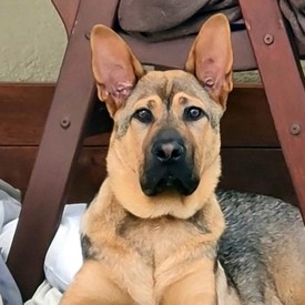 Jenny Dry Sensitive Skin & Gut 550X550