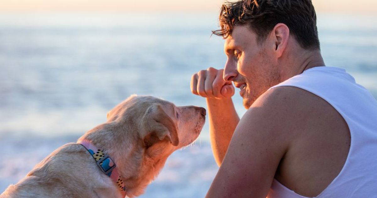 Dog Food Australian Made Black Hawk Premium Dog Food Black Hawk