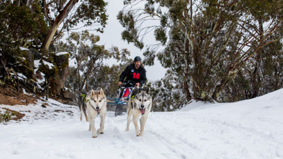 Keeping sled dogs race ready 2140 x 1200
