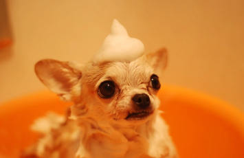 How To Get A Shiny Coat
On Your Dog Black Hawk Small Image 4