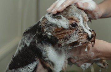 How To Get A Shiny Coat
On Your Dog Black Hawk Small Image 3 (1)