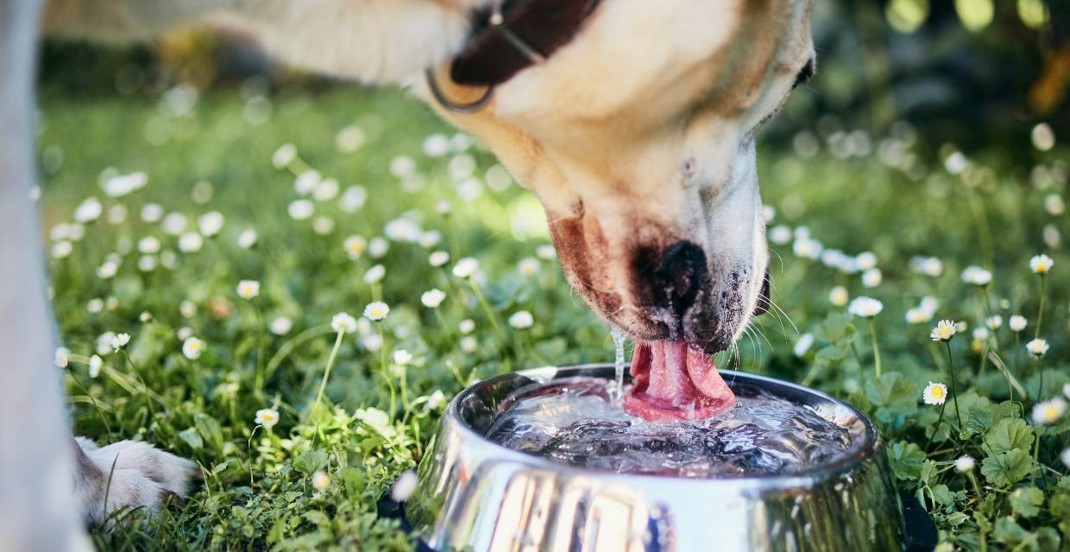 10 Tips To Keep Dogs Cool In Summer 1240X450