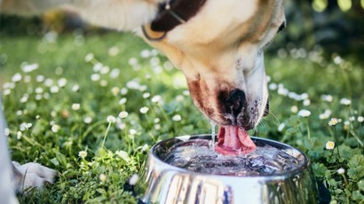 10 Tips To Keep Dogs Cool In Summer 1240X450