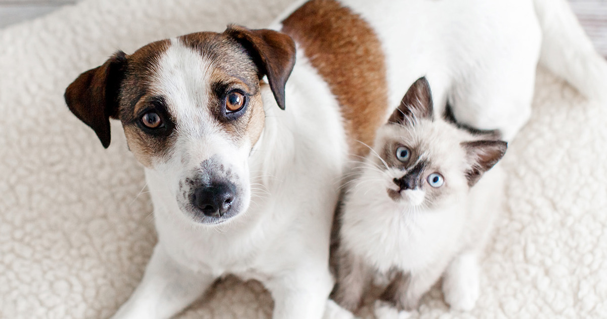 Why feed Black Hawk Pet Foods? Black Hawk