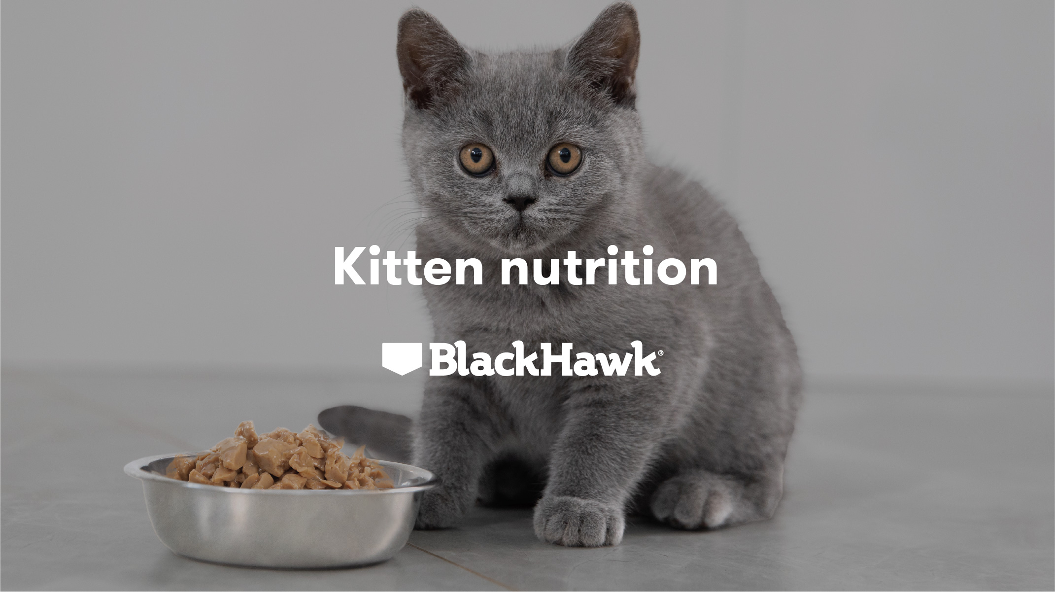 Kitten Nutrition What does a Growing Kitten Need? Black Hawk