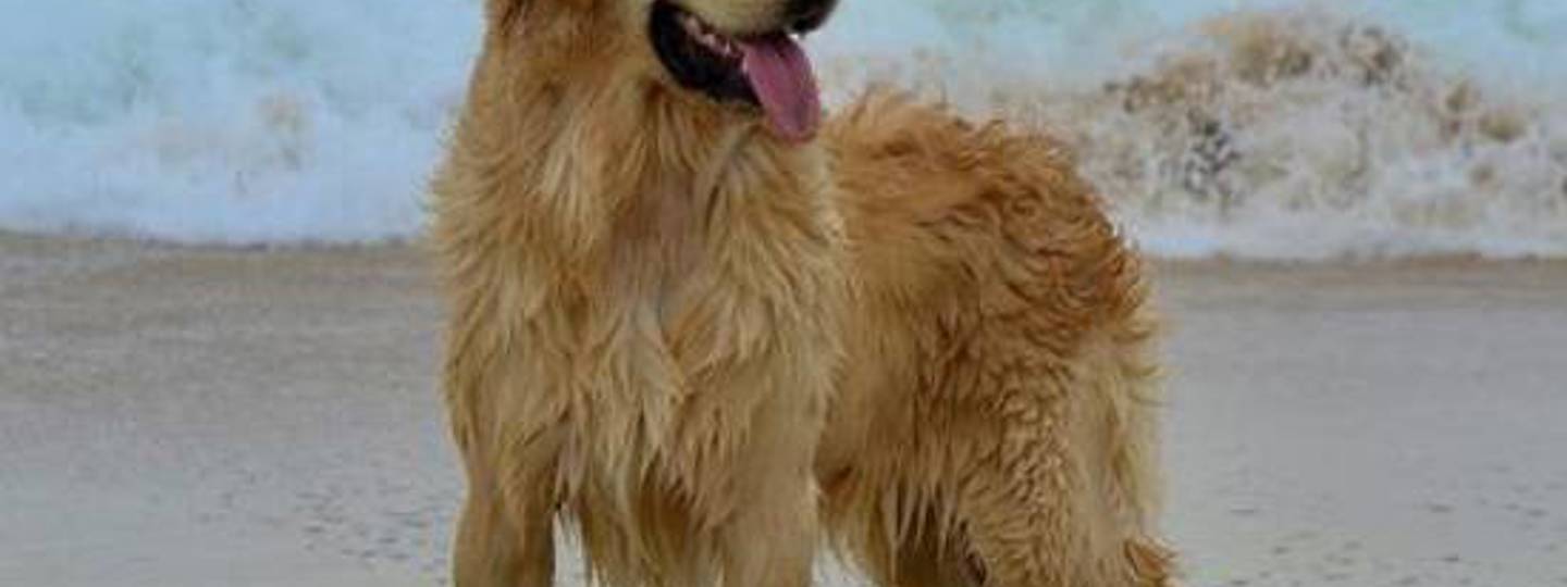 Jenna Freeze Dried Salmon 550X550 background image